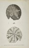 Abbé Prévost (1697–1763) - Great Sea Urchins of North-West America - Engraving (Mid-18th Century)