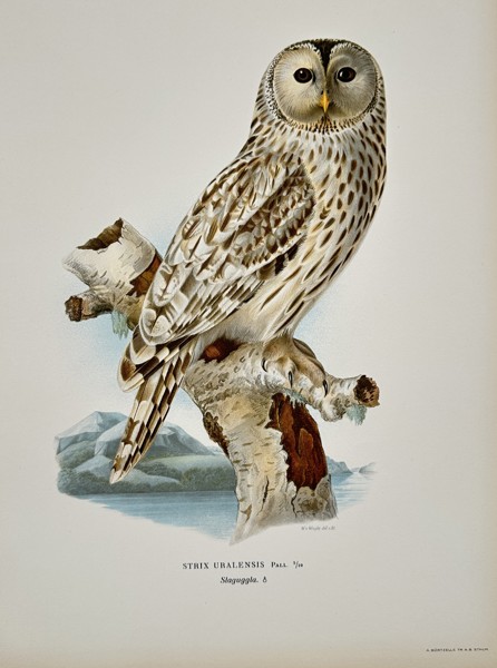 Wilhelm von Wright (1810–1887) - Ural Owl (Strix Uralensis) - Color Lithograph (1920s)