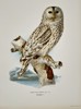 Wilhelm von Wright (1810–1887) - Ural Owl (Strix Uralensis) - Color Lithograph (1920s)