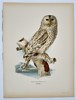 Wilhelm von Wright (1810–1887) - Ural Owl (Strix Uralensis) - Color Lithograph (1920s)