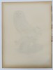 Wilhelm von Wright (1810–1887) - Ural Owl (Strix Uralensis) - Color Lithograph (1920s)
