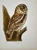 Wilhelm von Wright (1810–1887) - Tawny Owl (Strix Aluco) - Color Lithograph (1920s)