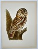 Wilhelm von Wright (1810–1887) - Tawny Owl (Strix Aluco) - Color Lithograph (1920s)