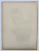 Wilhelm von Wright (1810–1887) - Tawny Owl (Strix Aluco) - Color Lithograph (1920s)