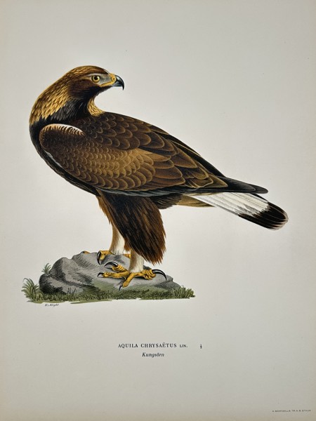 Magnus von Wright (1805–1868) - Golden Eagle (Aquila Chrysäetus) - Color Lithograph (1920s)