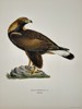 Magnus von Wright (1805–1868) - Golden Eagle (Aquila Chrysäetus) - Color Lithograph (1920s)