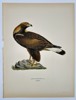 Magnus von Wright (1805–1868) - Golden Eagle (Aquila Chrysäetus) - Color Lithograph (1920s)