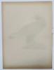 Magnus von Wright (1805–1868) - Golden Eagle (Aquila Chrysäetus) - Color Lithograph (1920s)