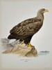Magnus von Wright (1805–1868) - White-tailed Eagle (Haliaëtus Albicilla) - Color Lithograph (1920s)