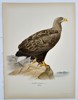 Magnus von Wright (1805–1868) - White-tailed Eagle (Haliaëtus Albicilla) - Color Lithograph (1920s)