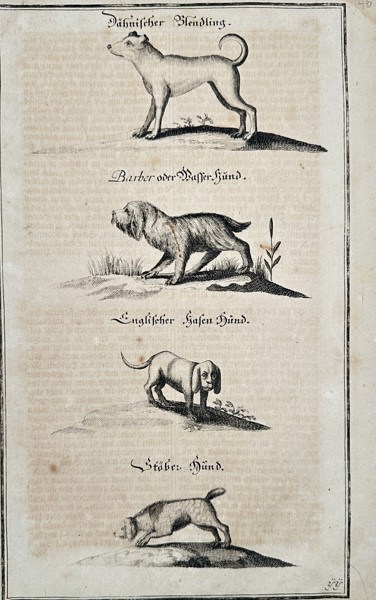 Hans Friedrich von Fleming (1670–1731) - Four Breeds of German Hunting Dogs - Copperplate Engraving (Early 18th Century)