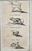 Hans Friedrich von Fleming (1670–1731) - Four Breeds of German Hunting Dogs - Copperplate Engraving (Early 18th Century)