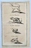 Hans Friedrich von Fleming (1670–1731) - Four Breeds of German Hunting Dogs - Copperplate Engraving (Early 18th Century)