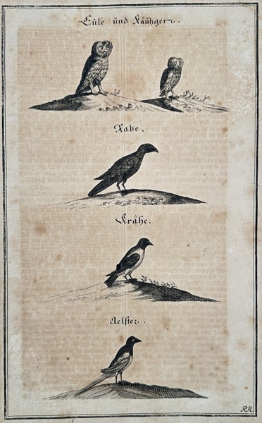 Hans Friedrich von Fleming (1670–1731) - Four Breeds of European Hunting Dogs - Copperplate Engraving (Early 18th Century)