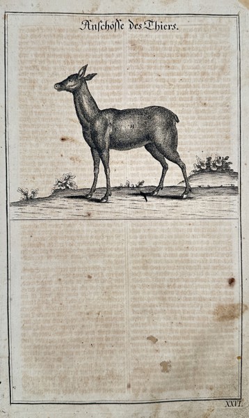 Hans Friedrich von Fleming (1670–1731) - Female Deer (Roe or Hind) - Copperplate Engraving (Early 18th Century)