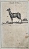 Hans Friedrich von Fleming (1670–1731) - Female Deer (Roe or Hind) - Copperplate Engraving (Early 18th Century)
