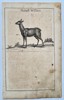 Hans Friedrich von Fleming (1670–1731) - Female Deer (Roe or Hind) - Copperplate Engraving (Early 18th Century)