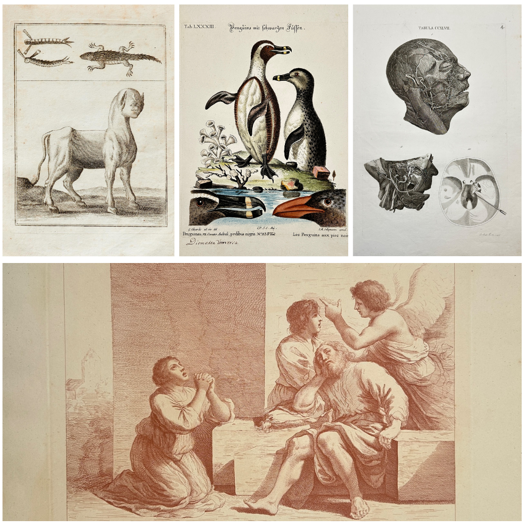 Fine Art. Antique Prints, Maps and Drawings